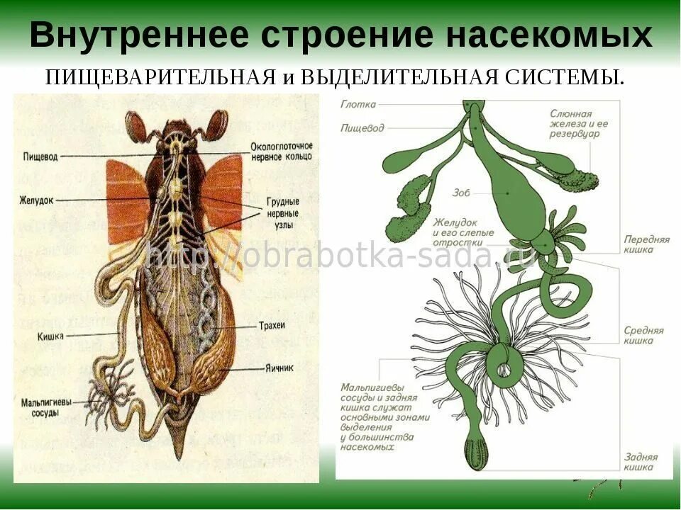 Внешнее строение насекомых вредителей. Выделительная система строение и функции насекомых. строение выделительной системы насекомых. пищеварительная система майского жука схема. класс насекомые пищеварительная система.