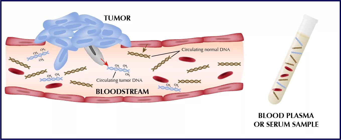 Днк опухоли. Циркулирующая опухолевая ДНК. Циркулирующие опухолевые клетки. Циркулирующие клетки это. Циркулирующие опухолевые клетки онкология.