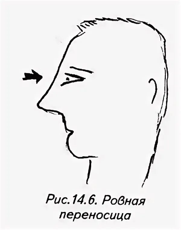 О чем говорит переносица. О чем говорит переносица. Переносица у человека. Формы носов у человека. Физиогномика формы носов.