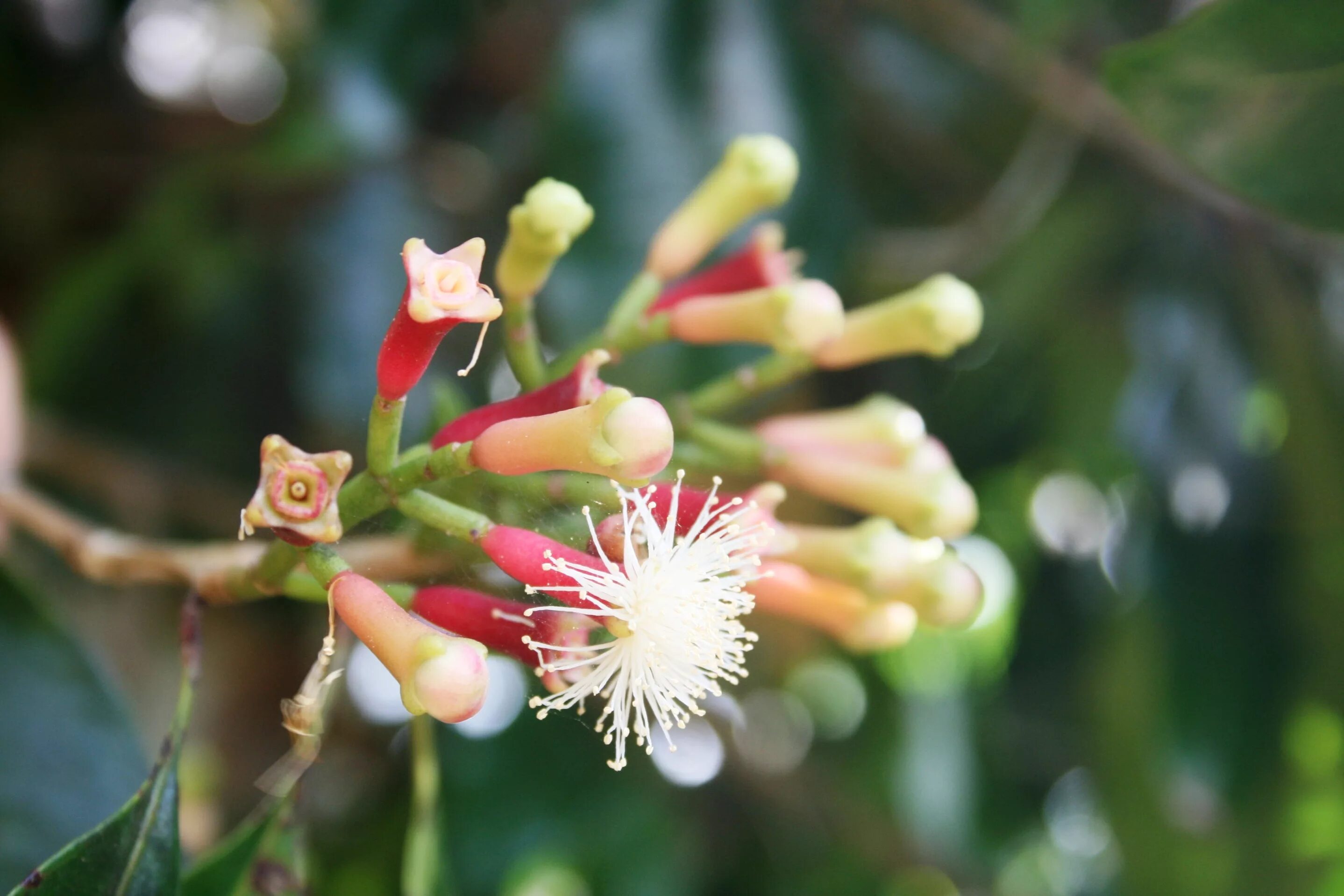 Can You Grow Cloves In Containers - How To Grow A Clove Tree In A Pot Growing tr