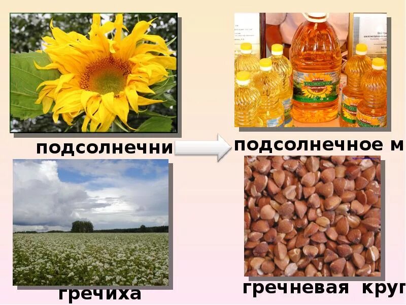 Проект растениеводство 4 класс окружающий мир. Растениеводство в нашем крае. презентация на тему растениеводство нашего края. проект растениеводство в нашем крае. растениеводство в нашем крае окружающий мир.
