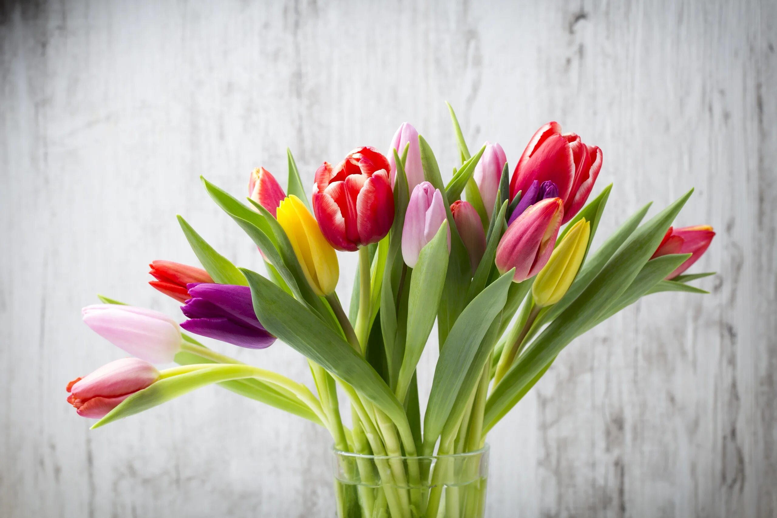 Букет тюльпанов. Фловерс Flowers цветы тюльпаны. Тюльпан barre alta. Мелкоцветные тюльпаны. Букет цветов картинки тюльпаны