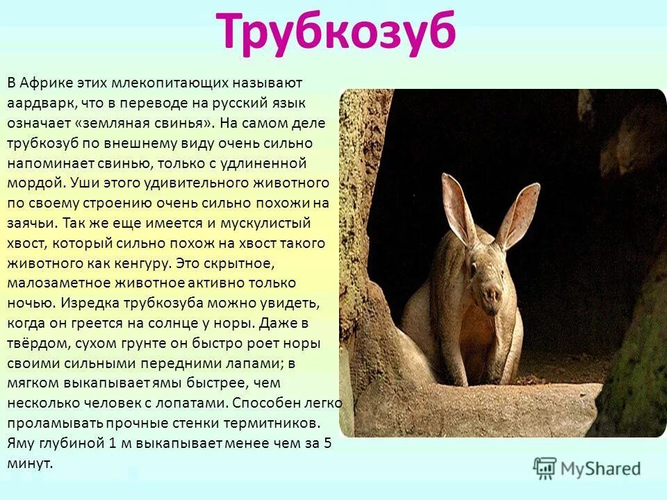 трубкозуб в московском зоопарке. голландские колонисты называли его земляной поросенок. голландские колонисты называли его земляной поросенок. аардварк земляной. голландские колонисты называли его земляной поросенок.