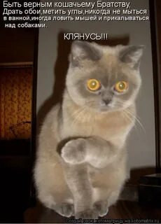 Как по кошачьи сказать иди сюда