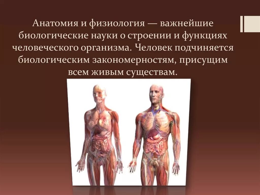 Организм человека. Человеческий организм. Тело человека. Анатомия и физиология человека.