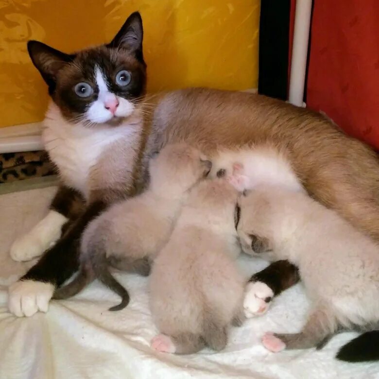 Pinterest @sweetness Cute cats, Pets cats, Cute animals