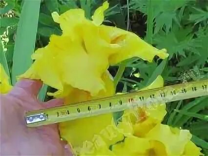 Iris 1 16 1. Iris 1 16 1