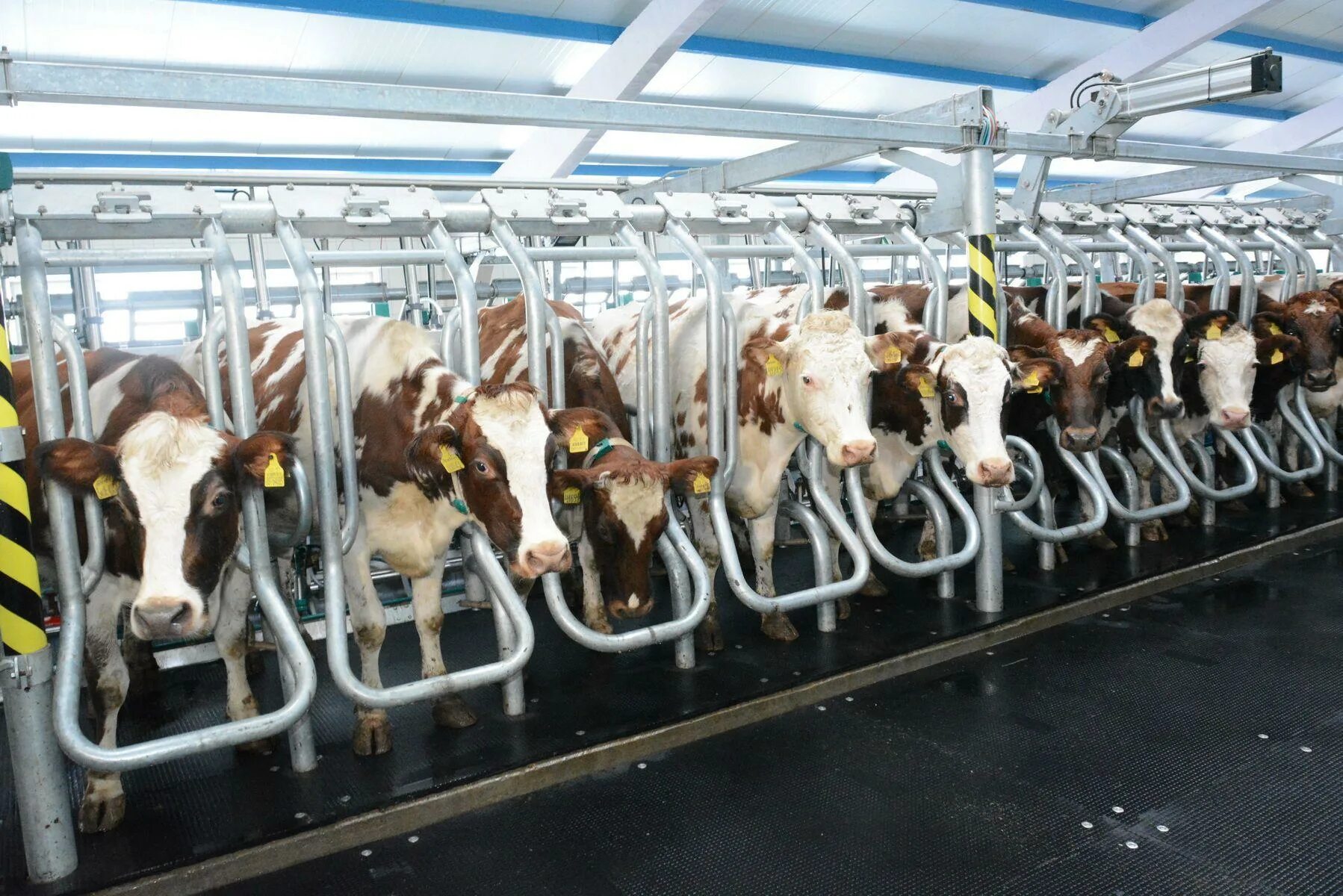 Жупиков тамбов ферма. Продукция молочного скотоводства. Коровы на ферме. Крс хозяйства план. Дондуковский элеватор адыгея.