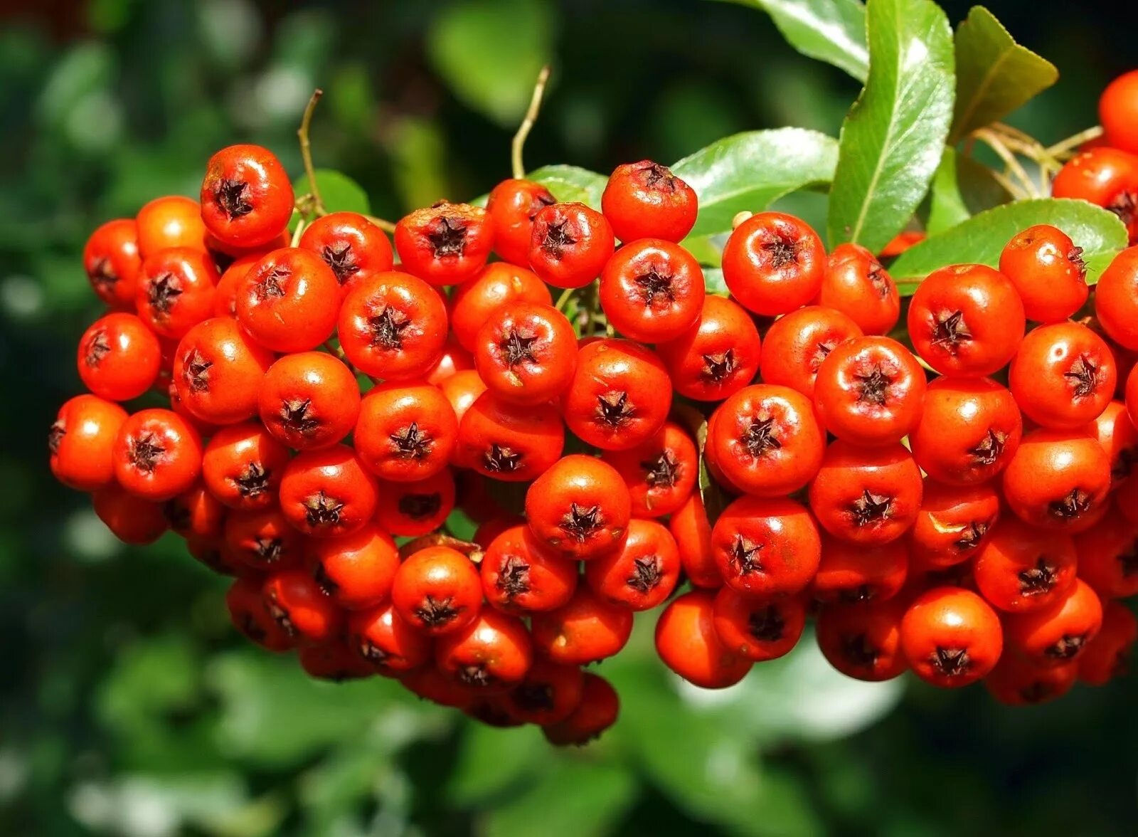 Рябина тянь-шаньская. Плод рябины. Sorbus aucuparia l. Рябина невежинская. Рябина "edulis" (эдулис.