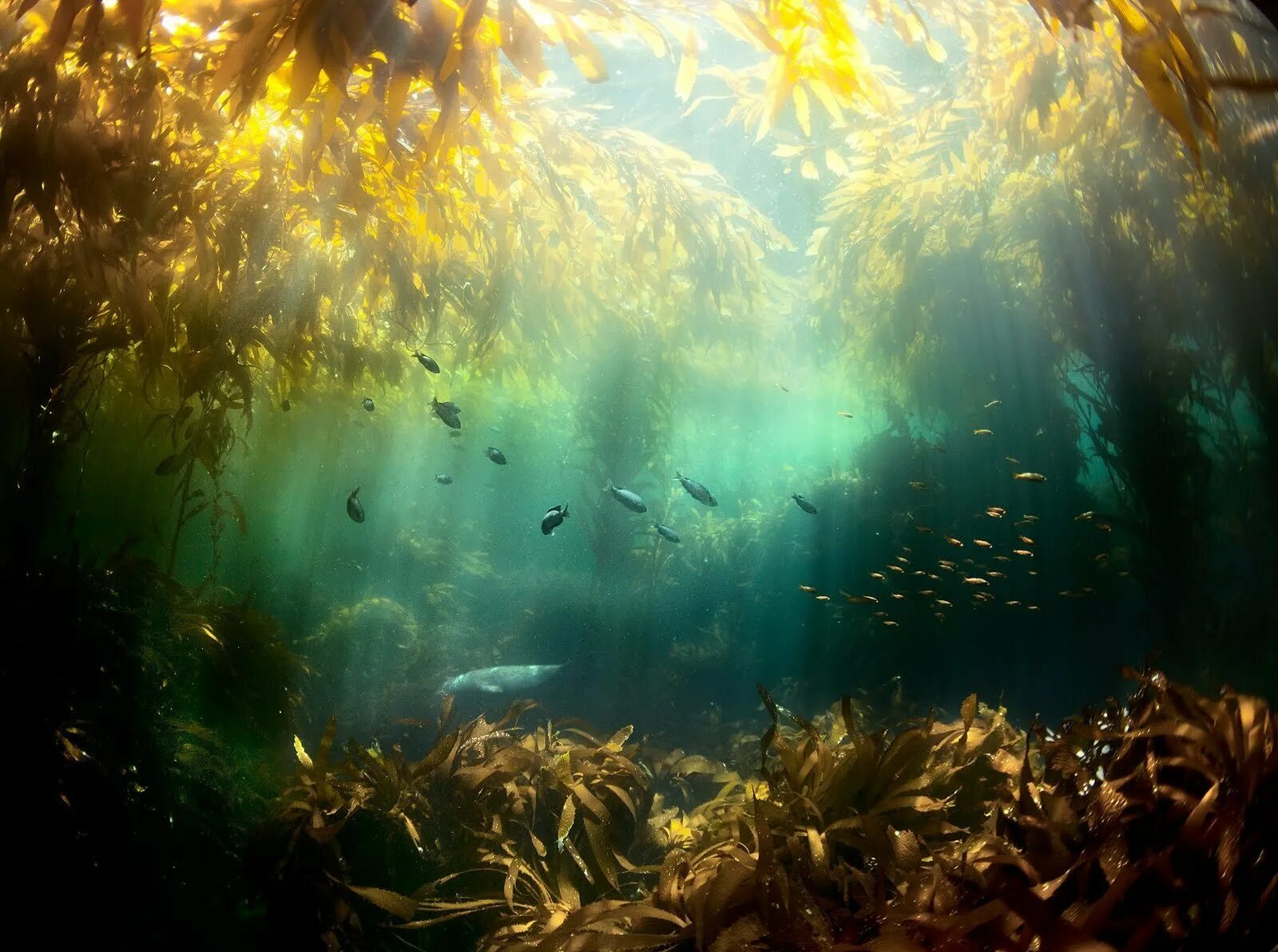 Сквозь толще воды. Саргассово море водоросли. Подводный "лес"(Kelp Forest). Келп водоросли. Подводные пейзажи.