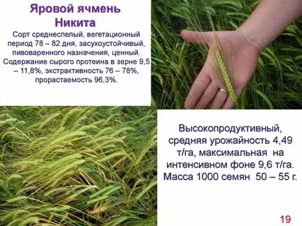Признаки ячменя