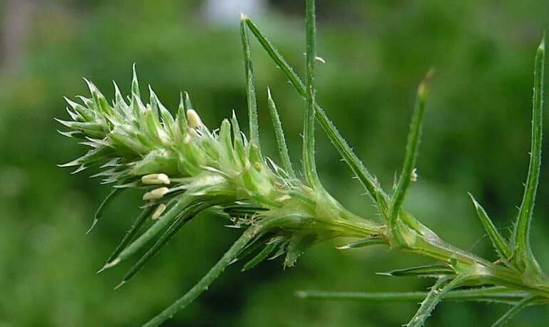 Солянка трава. Растение солянка холмовая. трава солянки холмовой. salsola ruthenica iljin. солянка холмовая &quot;травы алтая&quot;.