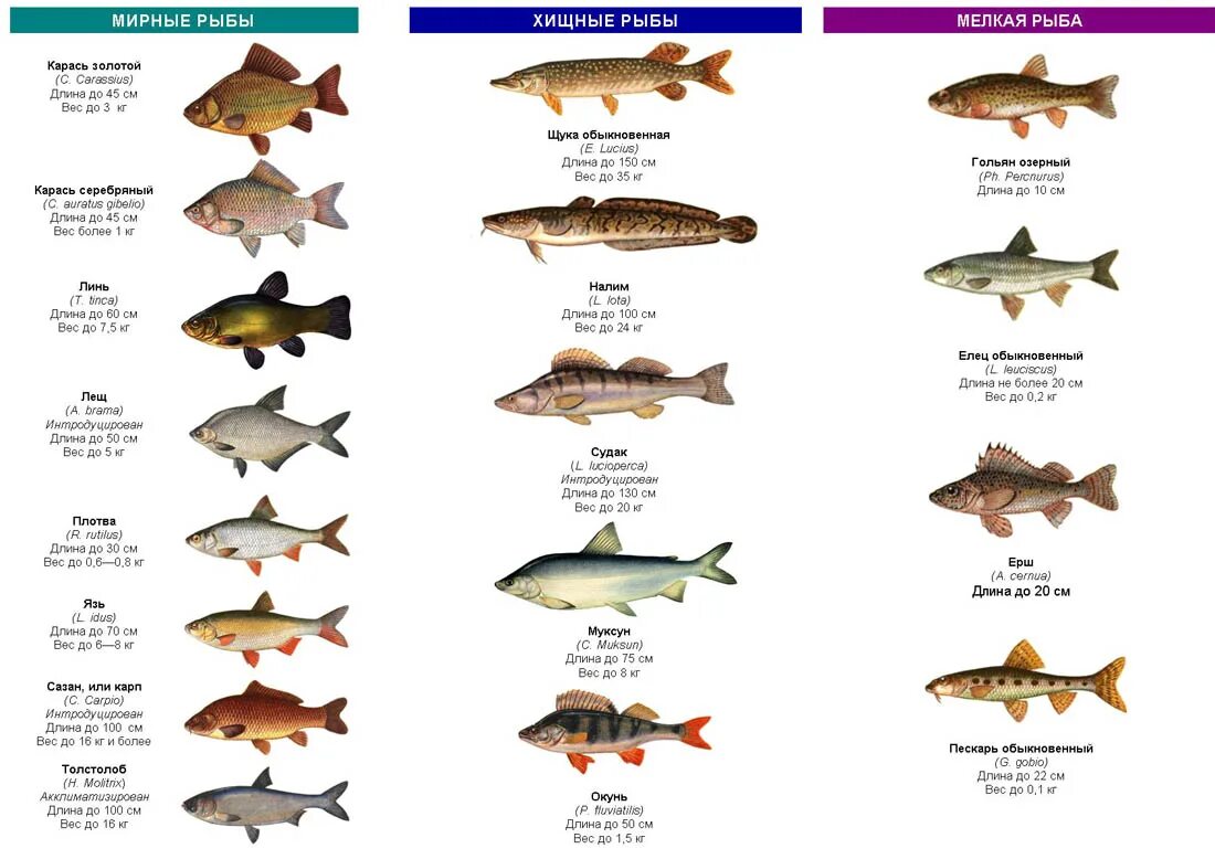 Название пород рыб. Пресноводные Хищные рыбы России список. Речная рыба с белым мясом название список. Виды речных рыб список Речной рыбы названия. Рыба морская и Речная таблица.