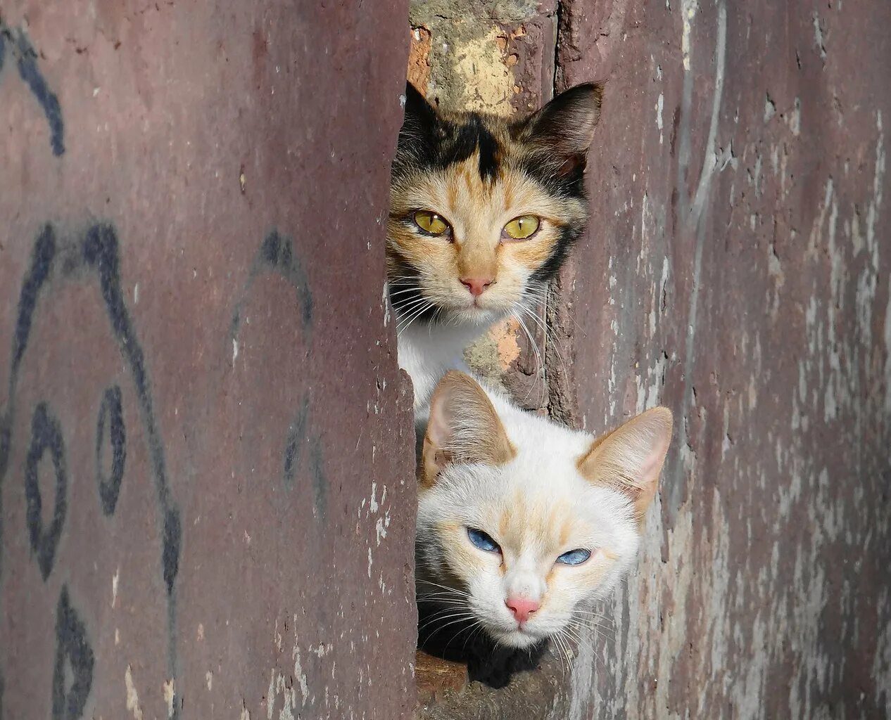 Бездомные кошки. Брошенные кошки. Бродячие кошки. Брошенные котята на улице. Кидать кошку