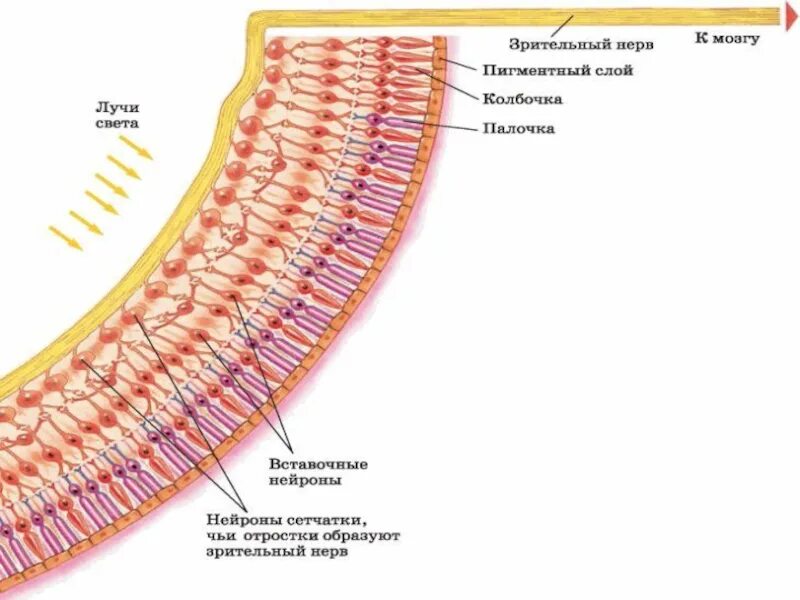 Сетчатка тело функции. Строение сетчатки глаза. Строение сетчатки глаза анатомия. Строение сетчатки глаза человека. Строение сетчатой оболочки.