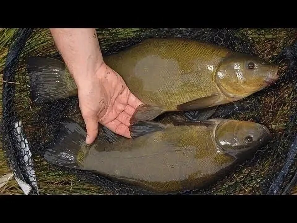 Линь на решетке