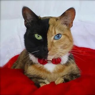 Самого редкого кота