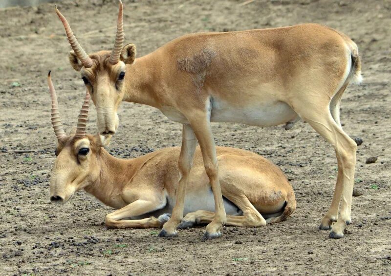 сайгак исчезающее животное. сайгак исчезающее животное. антилопа сайгак. сайга антилопа. сайгак исчезающее животное.