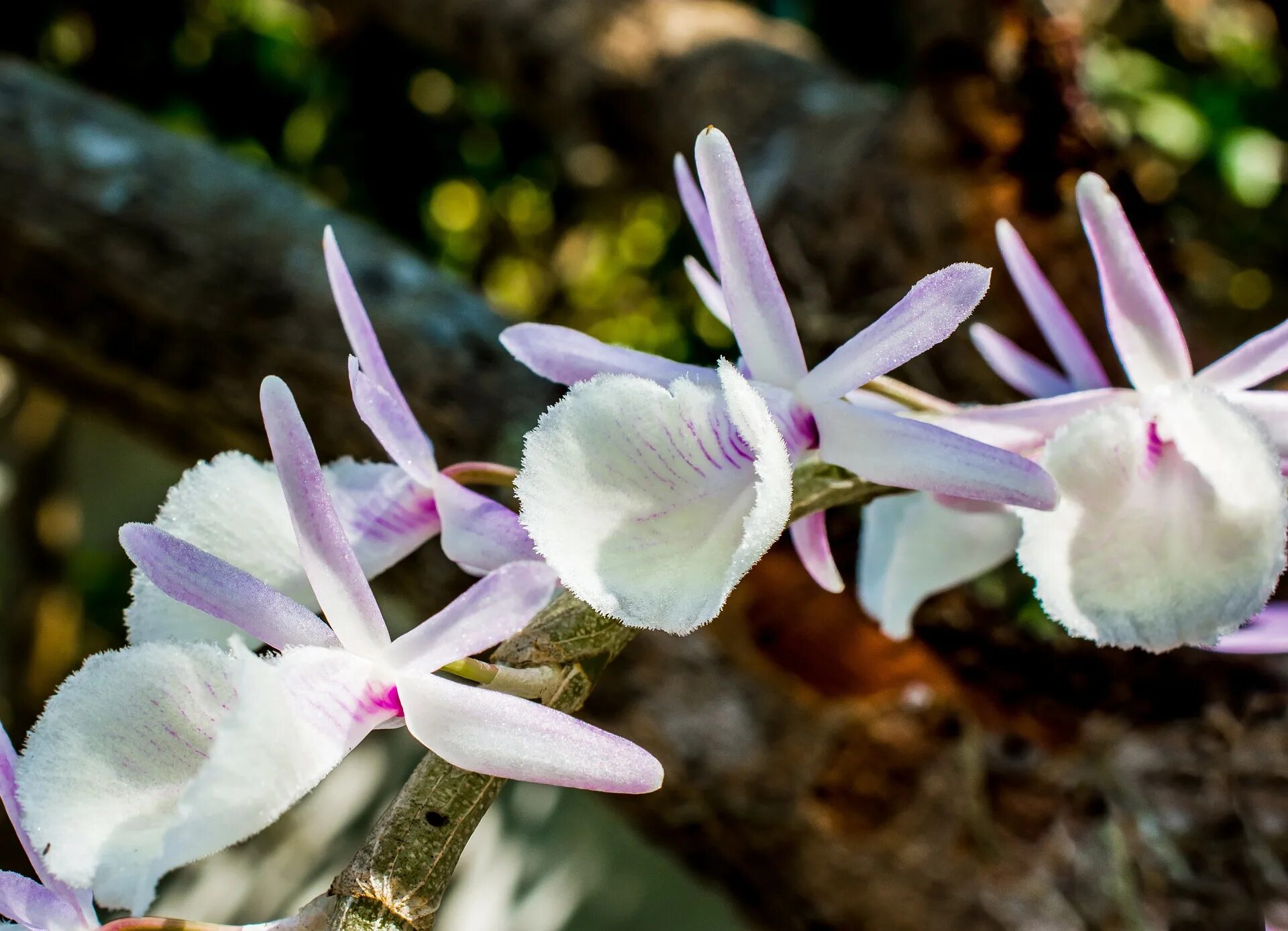 Дикая орхидея. Дикая белая Орхидея фаленопсис. Фаленопсис White Wild Orchid. Wild Orchid Орхидея белая. Дикая Орхидея 1080.