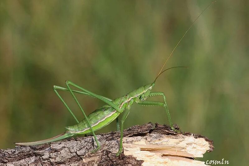 крупный кузнечик степная дыбка. кузнечик дыбка. кузнечик в степи. крупный кузнечик степная дыбка. дыбка степная красная книга.