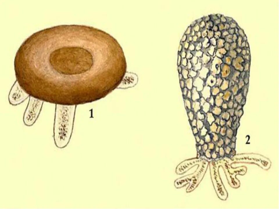 Тип корненожки. Корненожки амебы раковинные. раковинные корненожки arcella. раковинные амебы арцелла диффлюгия. раковинные корненожки диффлюгия и арцелла.