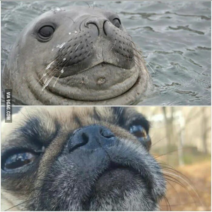 The little seal is laughing at us. Мопс и морской котик. Мопс тюлень. Мопс морж. Собака похожая на тюленя.