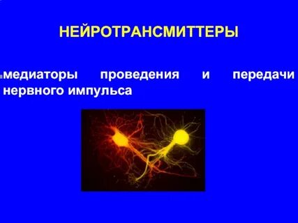 Функцию передачи нервных импульсов осуществляет