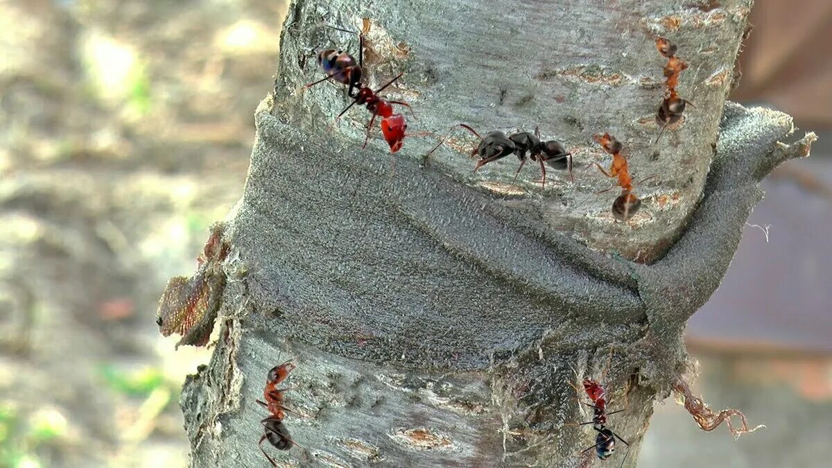 Муравьи древоточцы гнездо. Муравьи вредители. Насекомые на дереве. Вредители деревьев. Как избавиться от муравьев на даче