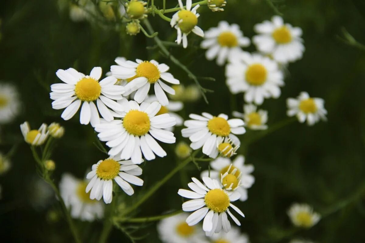 Соцветие ромашки аптечной. Camomile Ромашка. Ромашка аптечная Эстетика. Обои на рабочий стол ромашки. Ромашка успокоительное