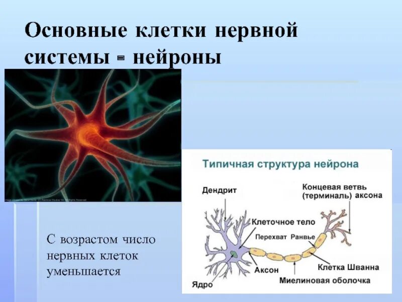 Основная клетка нервной системы