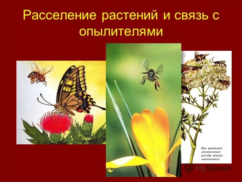 способы распространения плодов и семян животными. способы распространения плодов растений. диаспора растений. распространение плодов и семян. учебник.