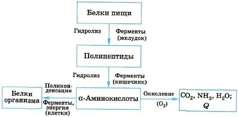 Окисление белков в организме человека