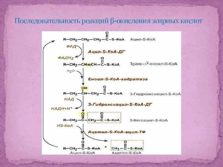 Установите последовательность этапов окисления молекул. Бета окисление жирных кислот 1 цикл. Схема бета-окисления насыщенных жирных кислот. Бета окисление жирных кислот формула. Схема бета окисления жирных кислот.