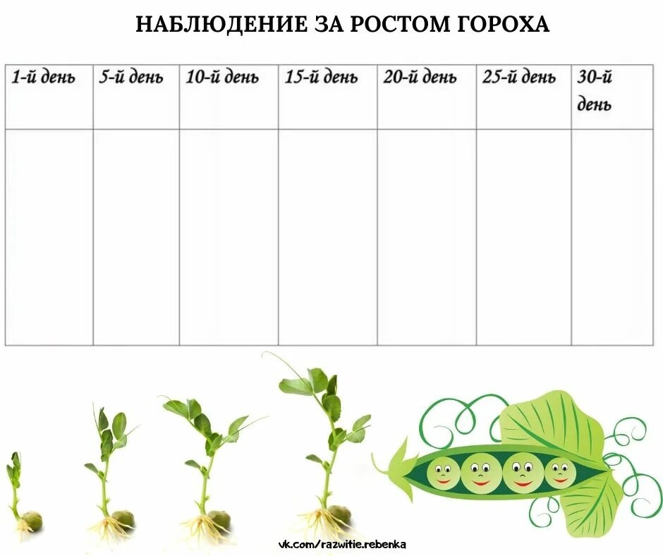 Дневник наблюдения солнца. Наблюдение за ростом гороха таблица для детей. Дневник наблюдения за горохом. Наблюдения за посадками в детском саду. Дневник наблюдений за растениями.