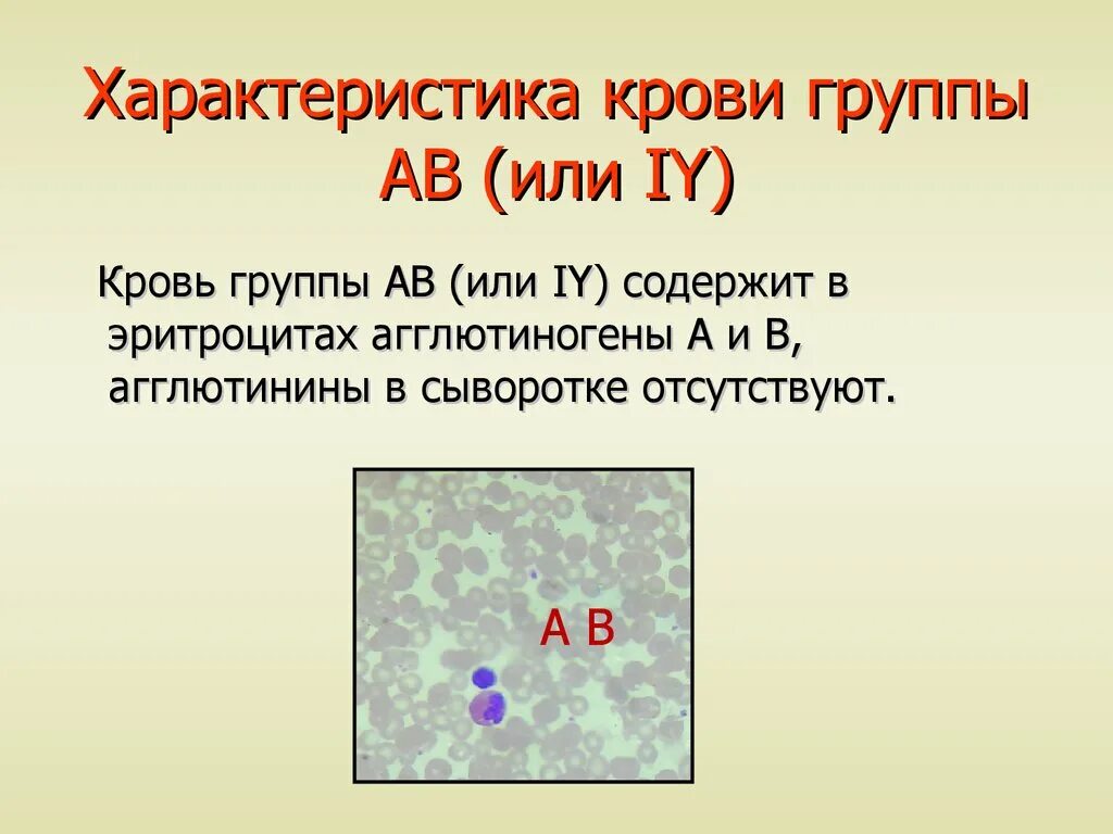 2 Группа крови. Характеристика групп крови. Особенности 2 группы крови. 4 Группа крови.