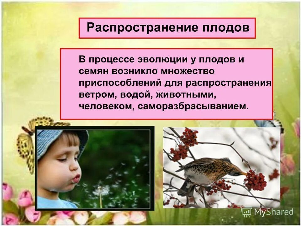 С помощью животных распространяются. С помощью животных распространяются. С помощью животных распространяются. Распространение плодов и семян. Способы распространения семян.