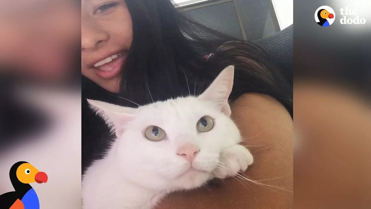 Девочка поет коту. Ретро котики. Павлова художница питер питерская. Кот пианист фатсо. Andy prokh фотограф.