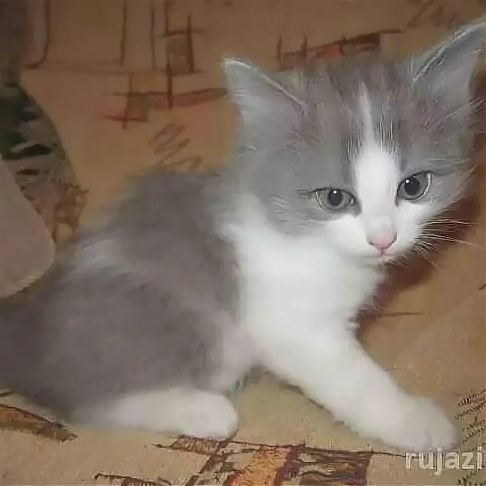Сибирская биколор короткошерстная кошка. Котята серо белые фото. Бело серый котенок. Сибирская дымчатая короткошерстная биколор. Серый котенок с белой грудкой.
