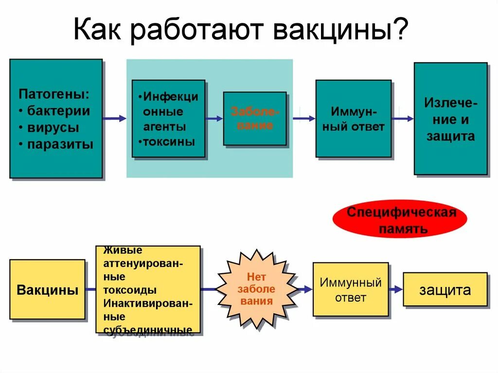 Механизм вакцин. Механизм действия вакцины кратко. Механизм действия вакцин схема. Иммунологические механизмы действия вакцин. Схема работы иммунитета при вакцинации.