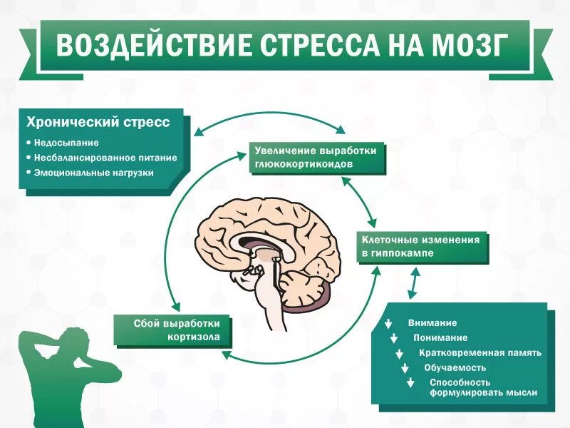 Влияние стресса на мозг. Механизм возникновения стресса. Стресс и мозг человека. Воздействие хронического стресса. Последствия хронического стресса эмоциональные