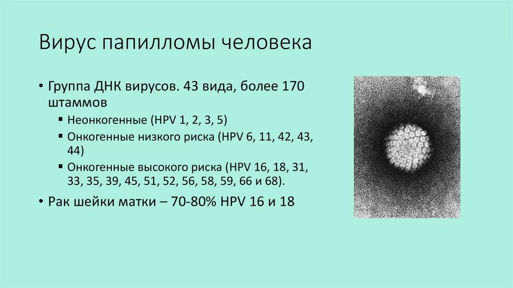 Тест 1 вирусы. ВПЧ онкогенного типа. ВИУС папиломы человека. Вируспопиломы человека.