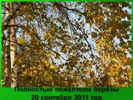 От инея пожелтели березки словосочетания