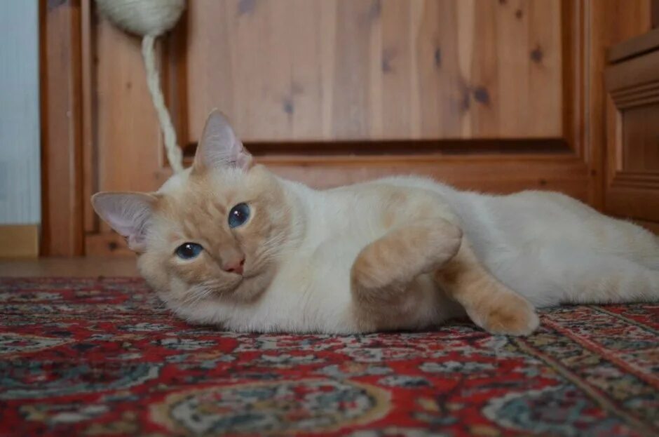 Окраса ред поинт. Сиамская кошка ред пойнт. тайский кот ред поинт. райская кошка ре поинт. тайский кот окрас ред поинт.