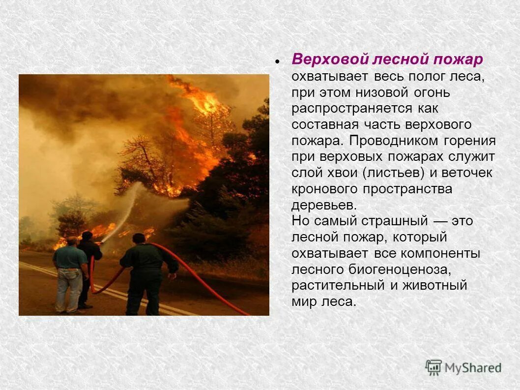 Верховой пожар наиболее опасен ответы. Лесные пожары презентация. Верховой Лесной пожар. Верховой Лесной пожар охватывает. Виды пожара верховой.