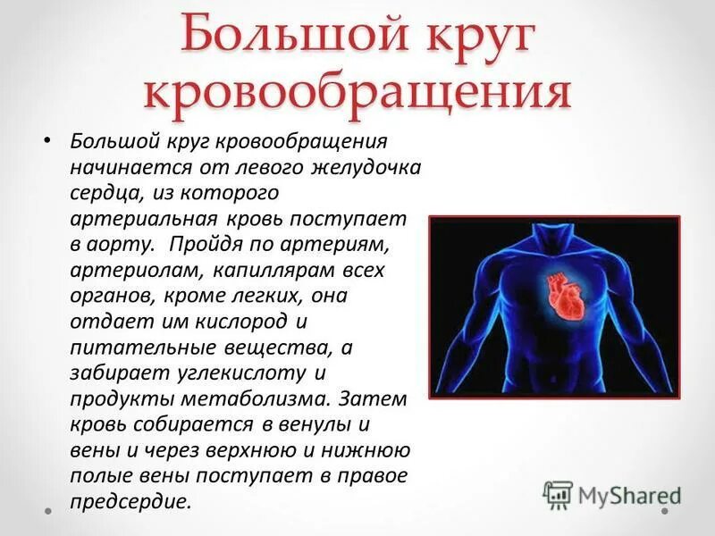 Гемодинамическая функция сердца. Гемодинамическая функция сердца