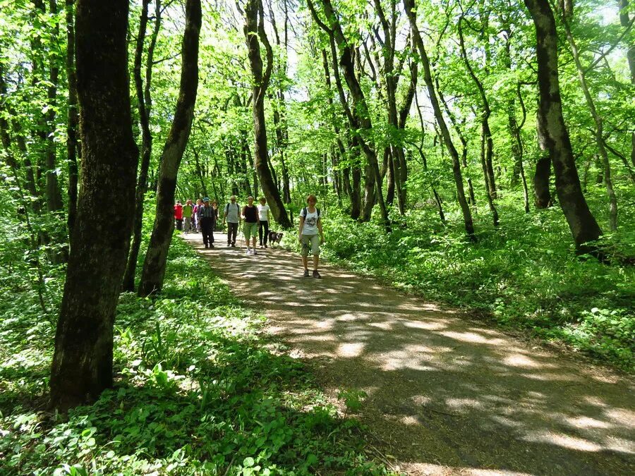 Железноводск парк терренкур. Железноводск терренкур 1. Железноводск терренкур 1. Железноводск терренкур. Железноводск терренкур 1.