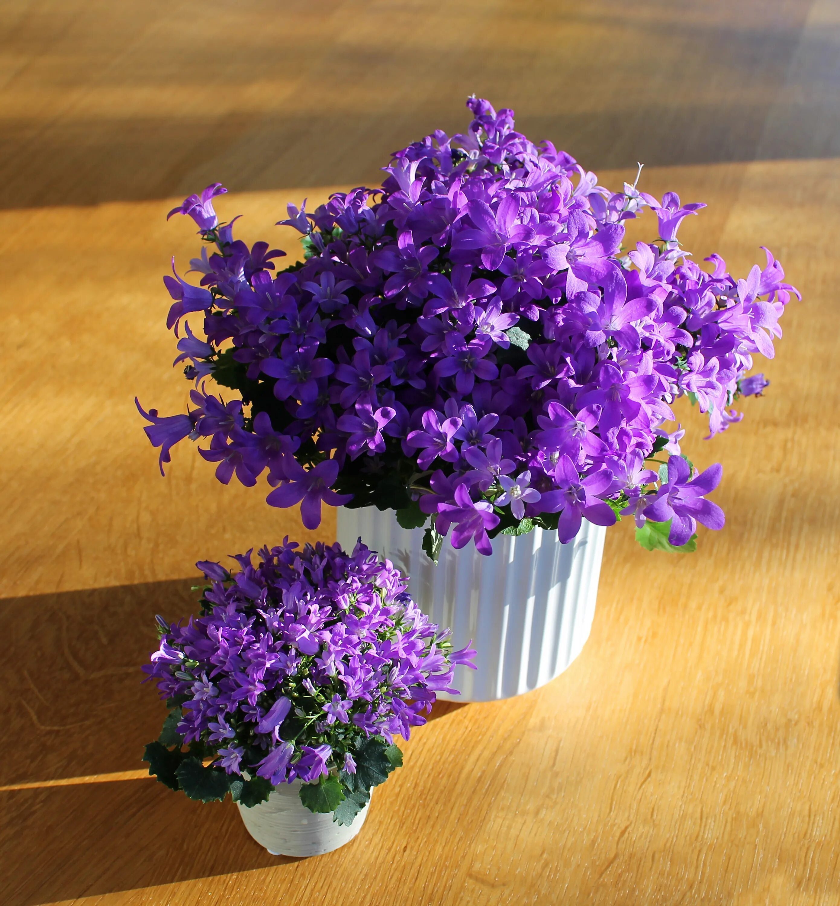 Вечно цветущий цветок. Кампанула фиолетовая. Фиолетовый цветок комнатный. Сиреневый цветок комнатный. Фиолетовые цветы.