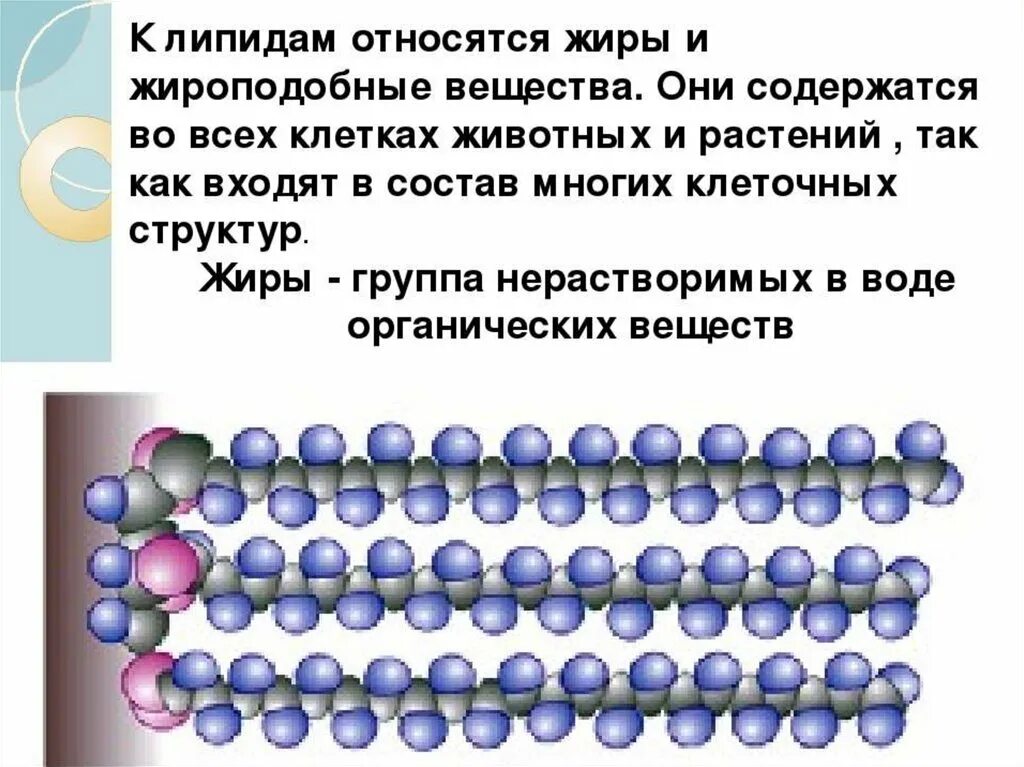 Жиры относятся к группе. Органические вещества липиды. Строение клетки жира. Липиды жиры органические вещества. Липиды презентация.