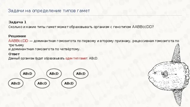 Сколько гамет образует организм с генотипом aabbccdd. Сколько и какие типы гамет образует организм генотипа aabbccdd. Сколько типов гамет образует особь с генотипом aabbccdd. Сколько и какие типы гамет может образовать организм с генотипом aabbccdd.