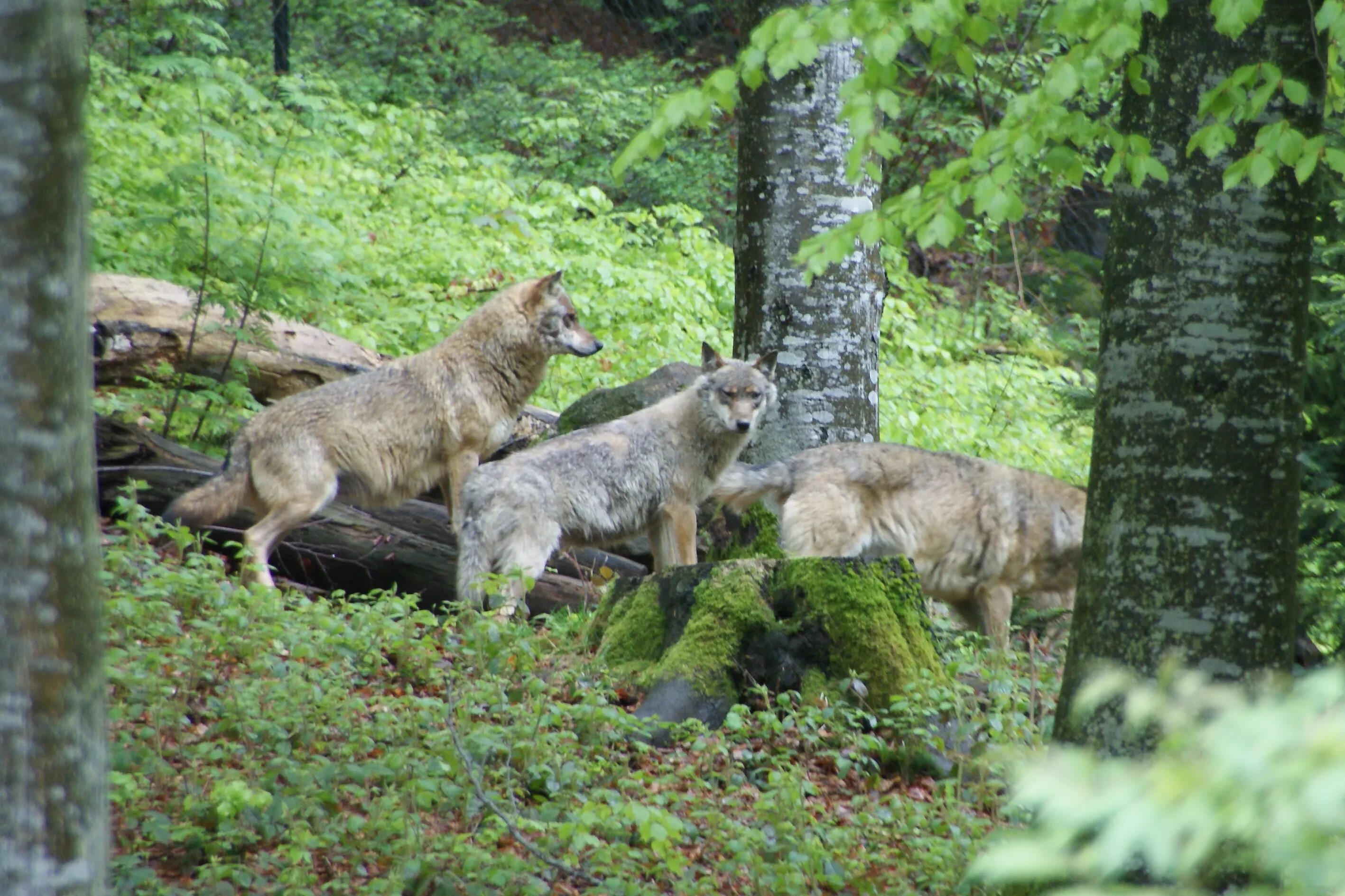 рокки маунтин национальный парк. тайга горный алтай марал. заповедники диких животных. брянский лес заповедник бурый медведь. национальный парк волков.